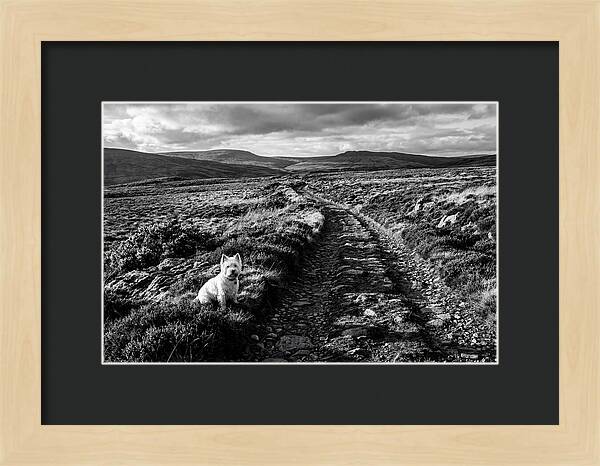 West Highland Terrier On Scottish Moor