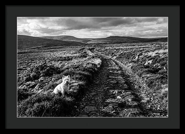 West Highland Terrier On Scottish Moor