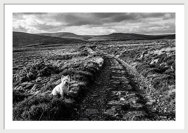 West Highland Terrier On Scottish Moor