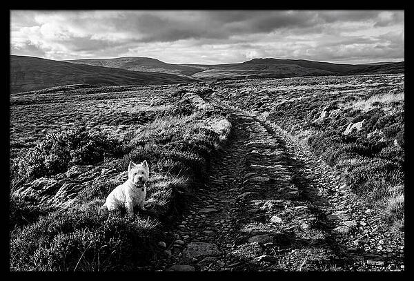 West Highland Terrier On Scottish Moor