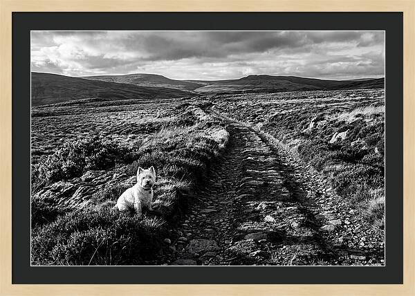 West Highland Terrier On Scottish Moor