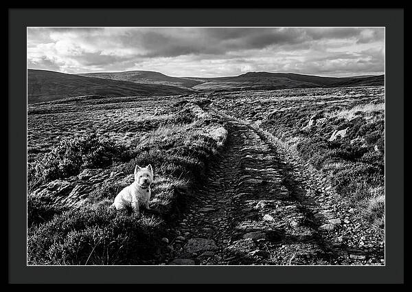 West Highland Terrier On Scottish Moor
