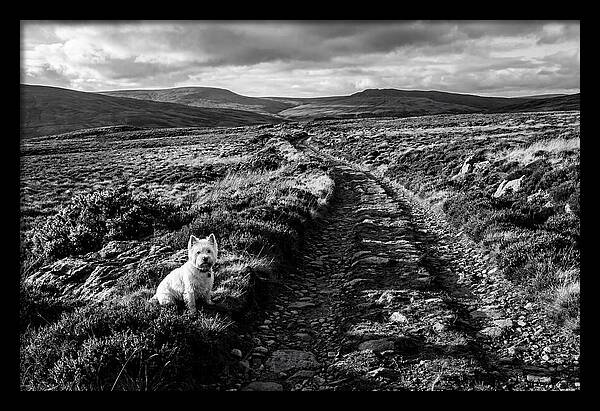 West Highland Terrier On Scottish Moor