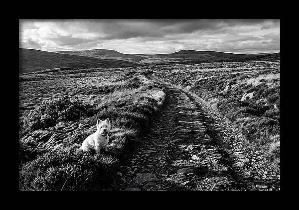 West Highland Terrier On Scottish Moor