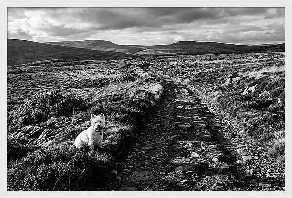 West Highland Terrier On Scottish Moor