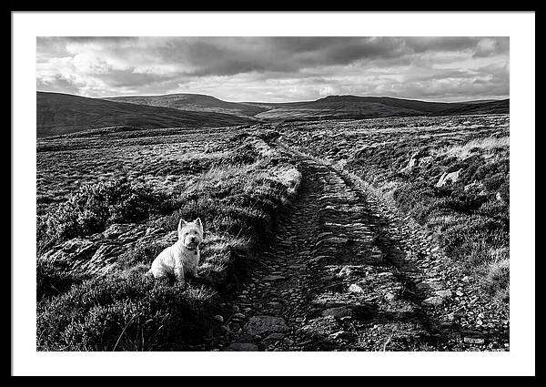 West Highland Terrier On Scottish Moor