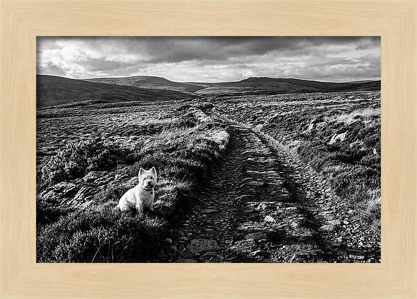 West Highland Terrier On Scottish Moor