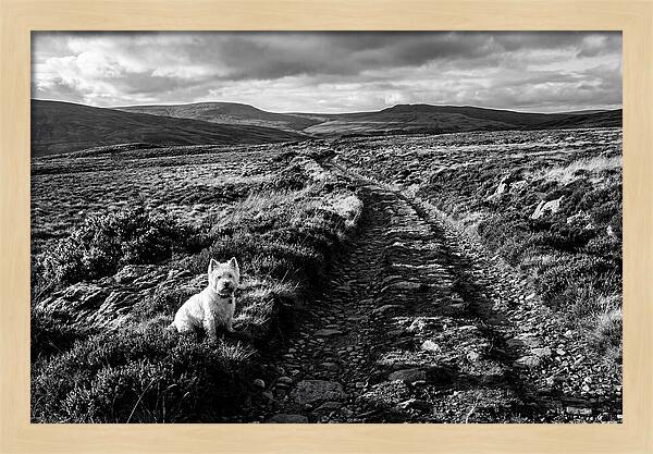 West Highland Terrier On Scottish Moor