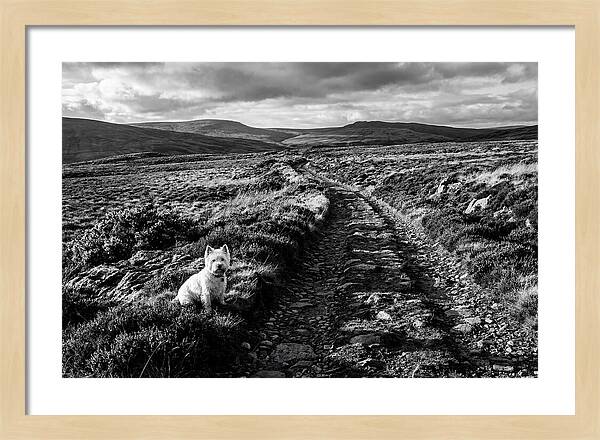 West Highland Terrier On Scottish Moor