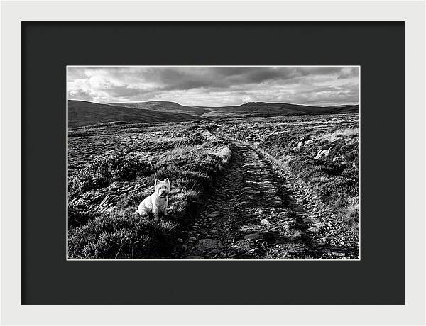 West Highland Terrier On Scottish Moor