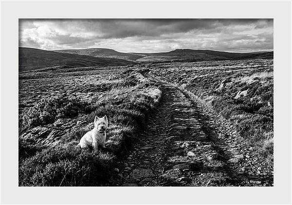 West Highland Terrier On Scottish Moor