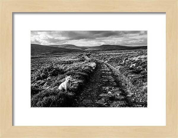 West Highland Terrier On Scottish Moor