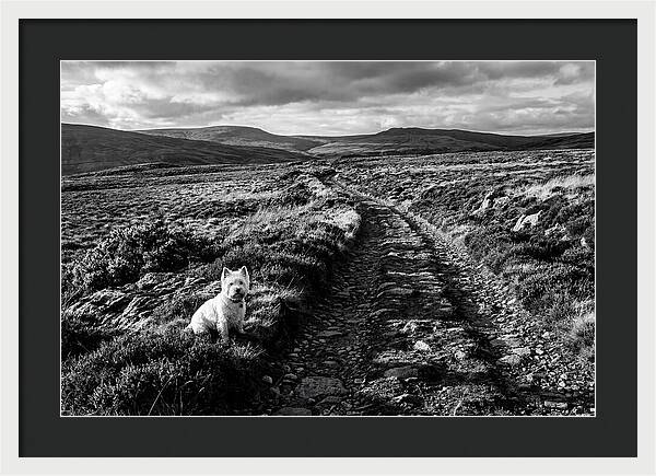 West Highland Terrier On Scottish Moor