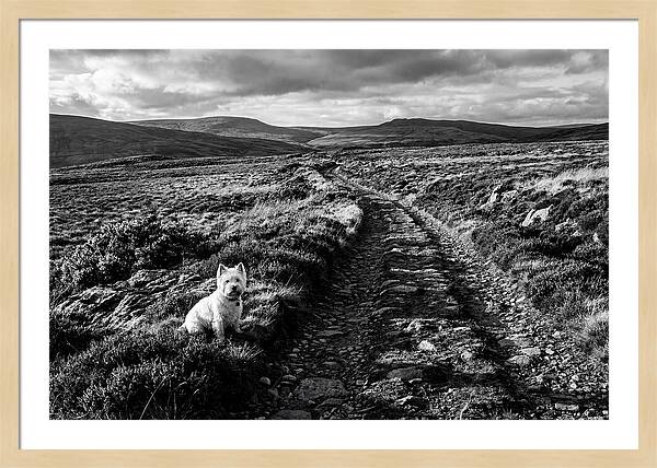 West Highland Terrier On Scottish Moor