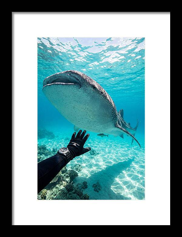 Whale Shark Encounter