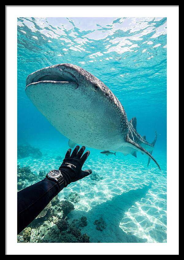 Whale Shark Encounter