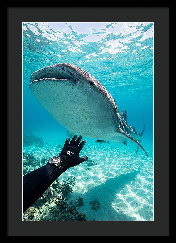 Whale Shark Encounter