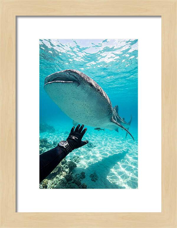 Whale Shark Encounter