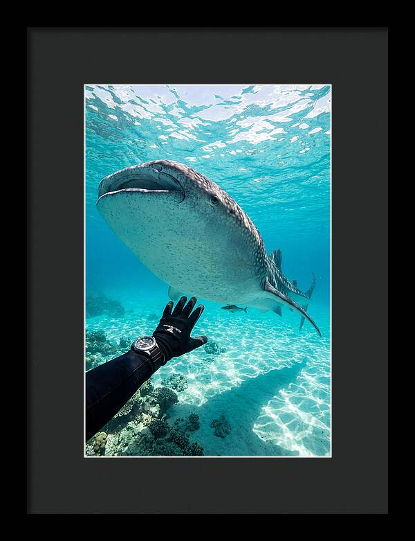 Whale Shark Encounter