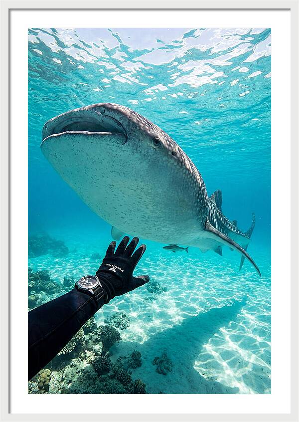 Whale Shark Encounter