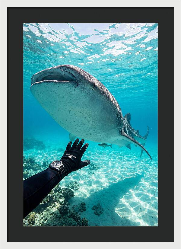 Whale Shark Encounter