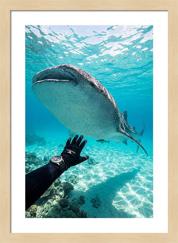 Whale Shark Encounter