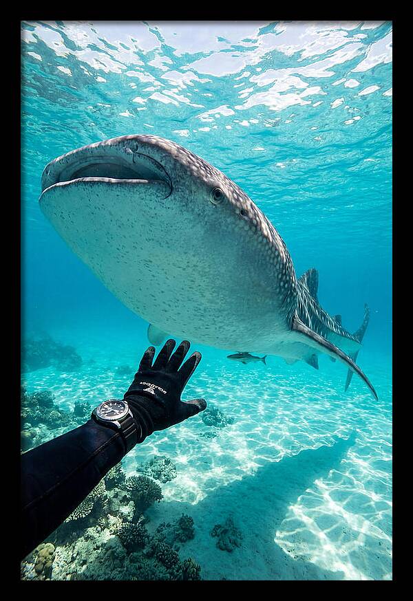 Whale Shark Encounter