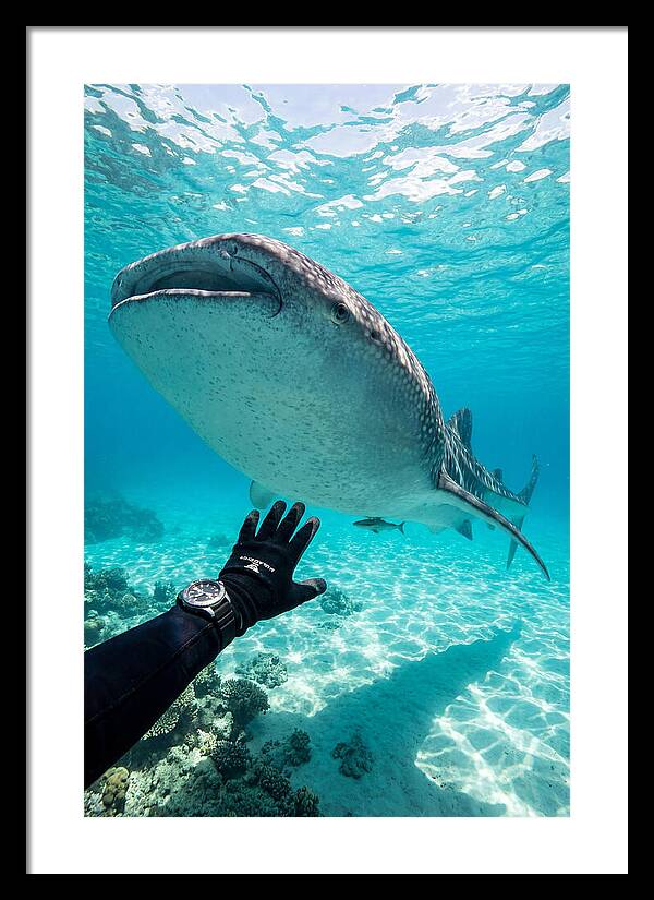 Whale Shark Encounter