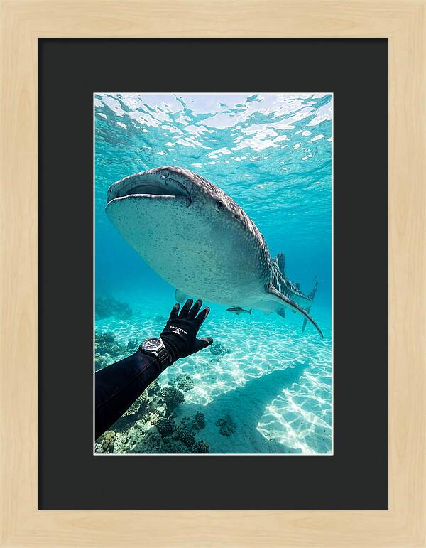 Whale Shark Encounter