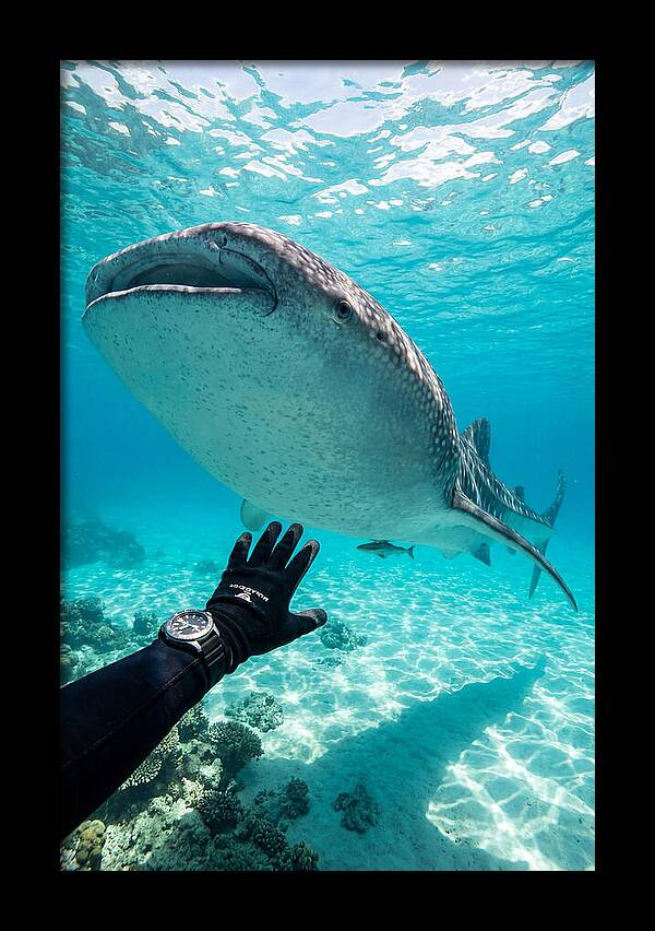 Whale Shark Encounter