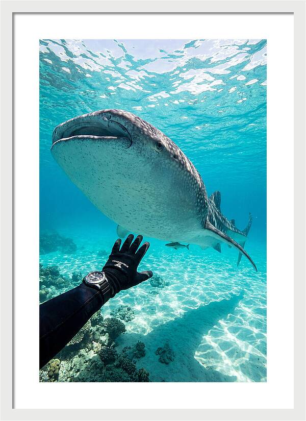Whale Shark Encounter