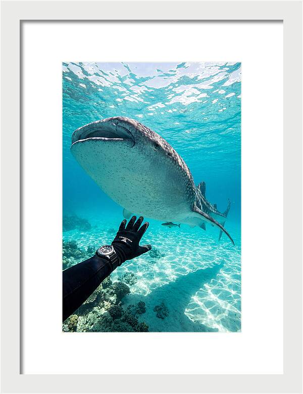 Whale Shark Encounter