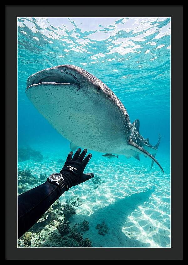 Whale Shark Encounter