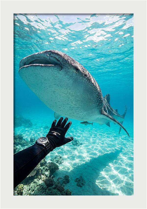 Whale Shark Encounter
