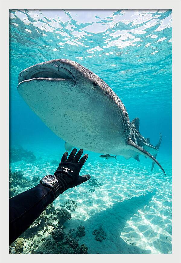 Whale Shark Encounter