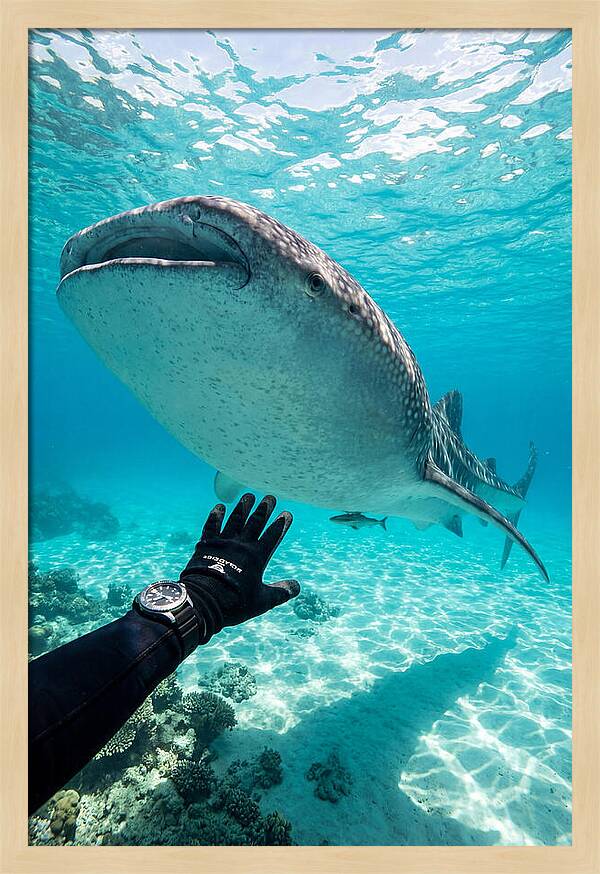 Whale Shark Encounter