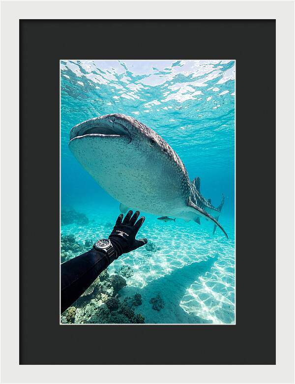 Whale Shark Encounter