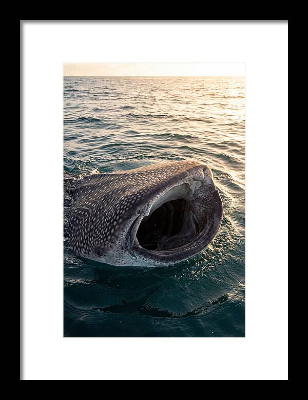 Whale Shark Feeding At Sunset