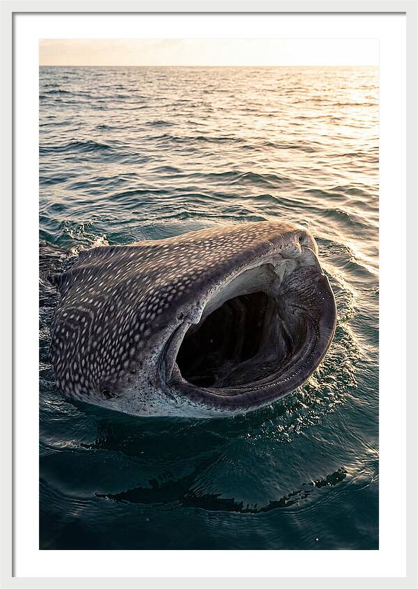 Whale Shark Feeding At Sunset