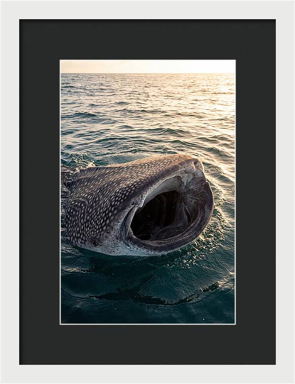 Whale Shark Feeding At Sunset