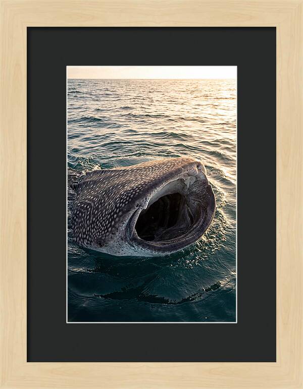 Whale Shark Feeding At Sunset