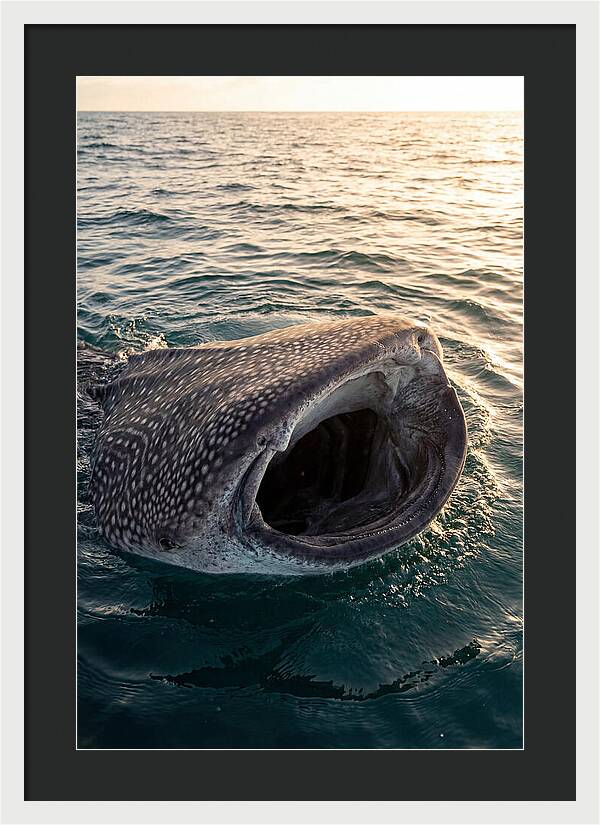 Whale Shark Feeding At Sunset