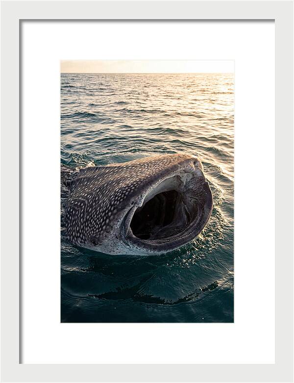 Whale Shark Feeding At Sunset