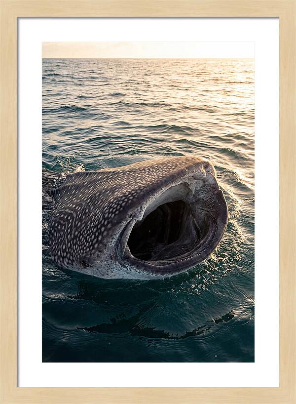 Whale Shark Feeding At Sunset