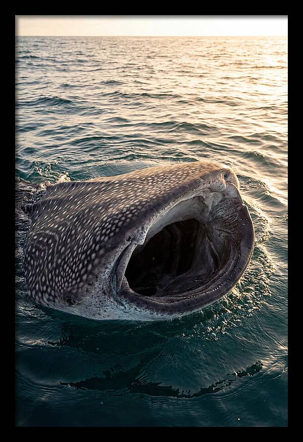 Whale Shark Feeding At Sunset