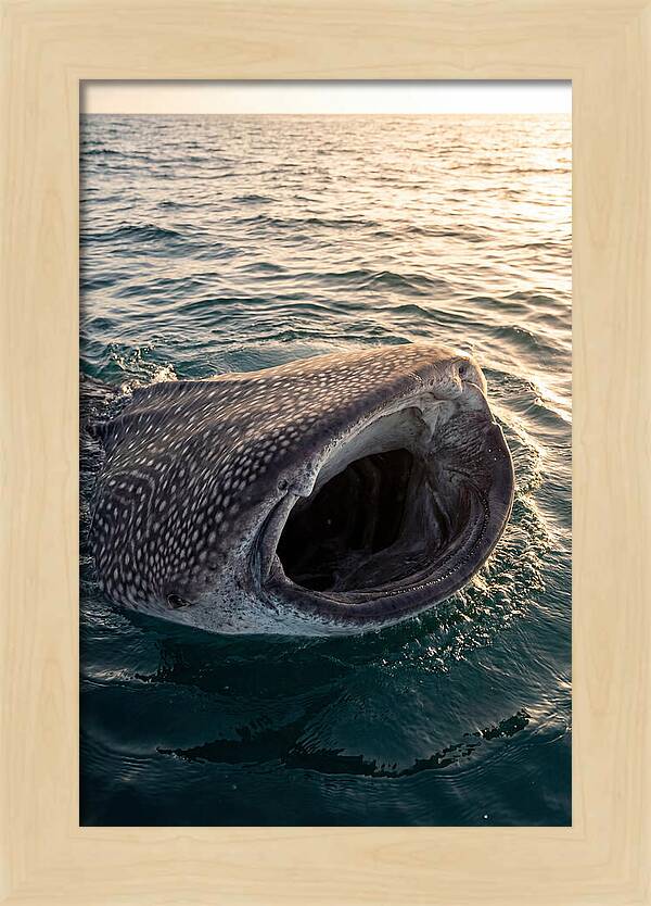 Whale Shark Feeding At Sunset