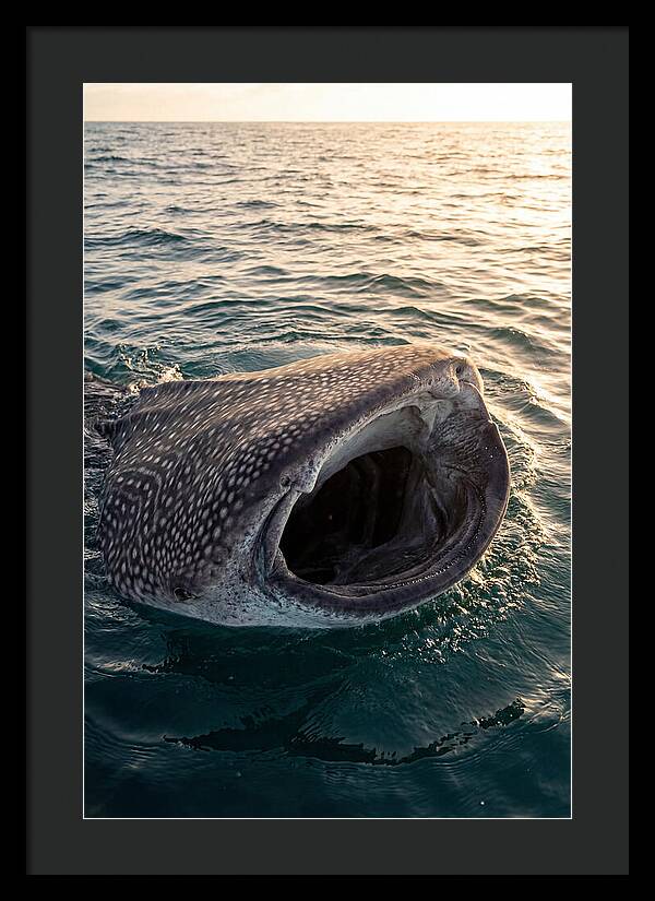 Whale Shark Feeding At Sunset