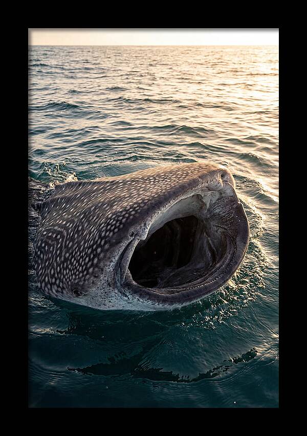 Whale Shark Feeding At Sunset