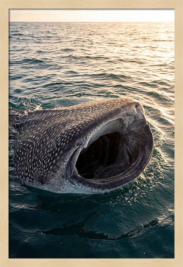 Whale Shark Feeding At Sunset