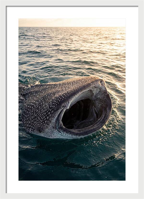 Whale Shark Feeding At Sunset